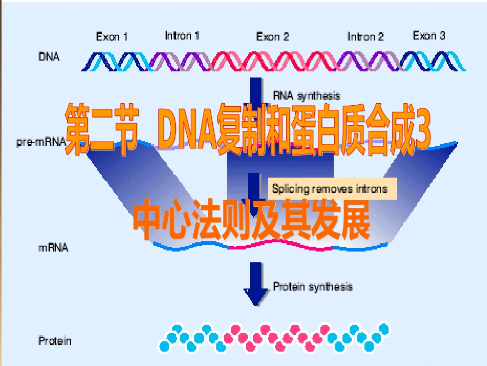 高中生物中心法则[共9页]_第1页