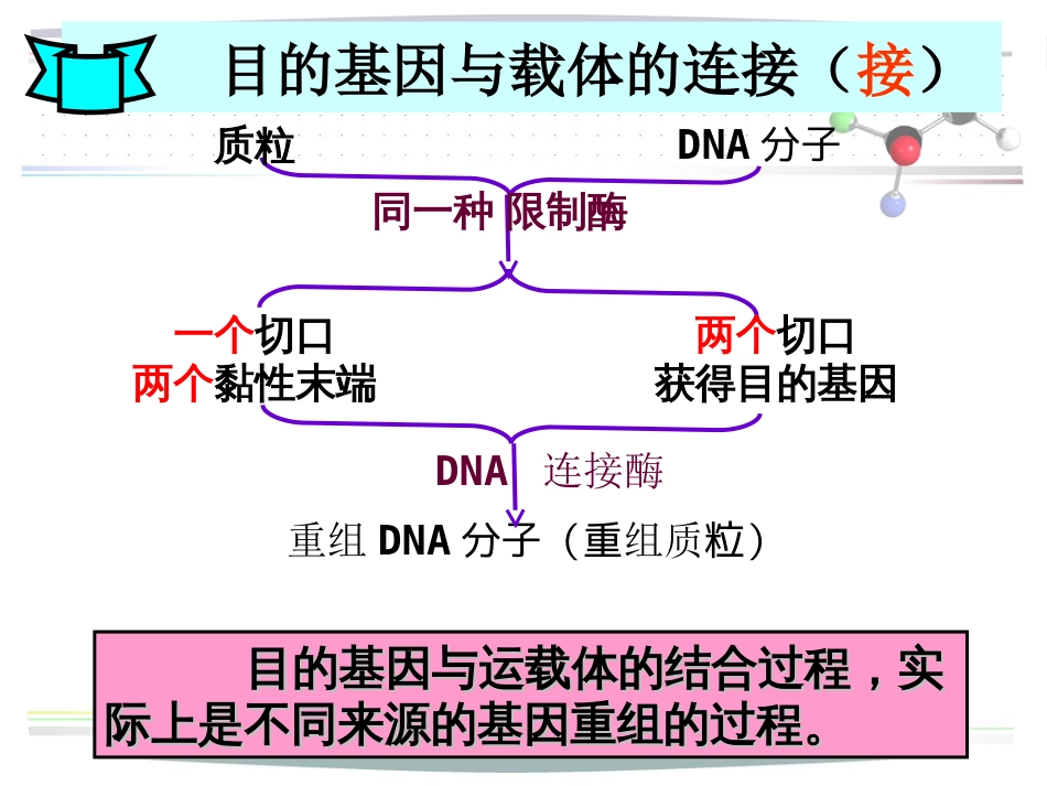 第二章--目的基因连接及导入[共50页]_第2页