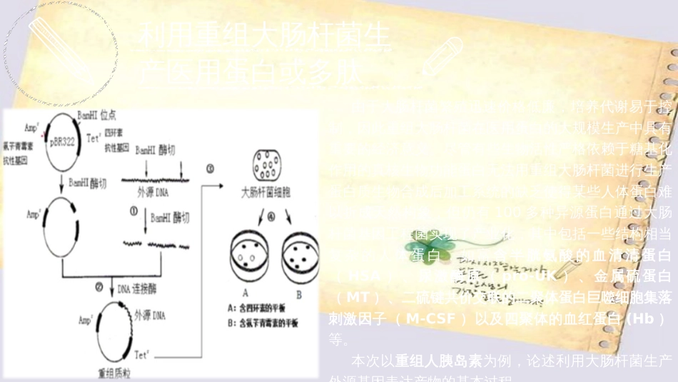 大肠杆菌基因工程——人胰岛素202-2_第3页