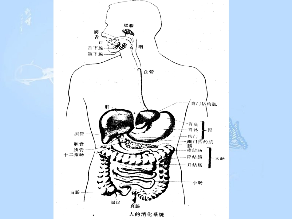 动物生理学消化与吸收[共93页]_第3页