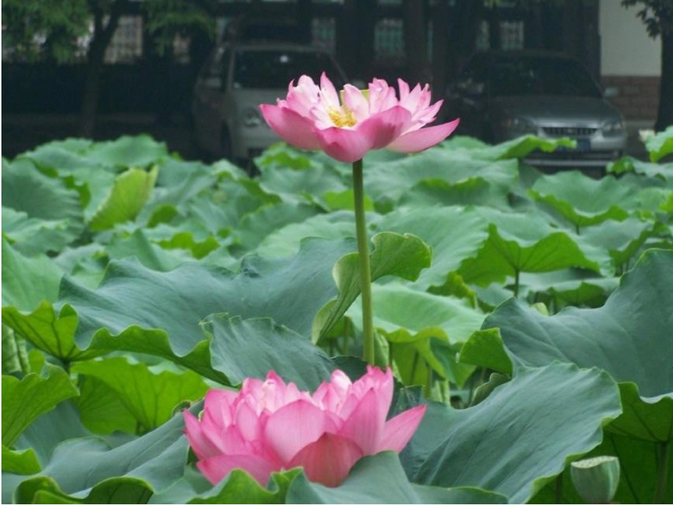 部编版一年级下册12《古诗两首》_第3页