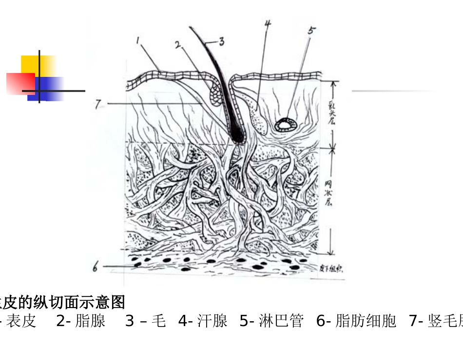 第二章生皮组织学_第2页