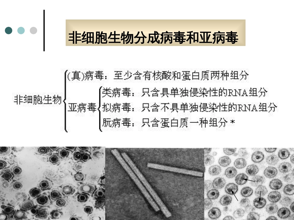 第四章病毒与亚病毒(共68页)_第2页