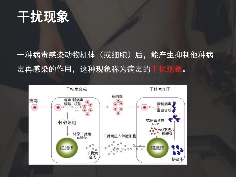 病毒的干扰现象_第2页