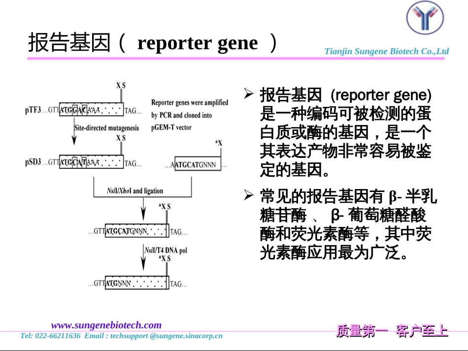 报告基因原理及应用_第2页