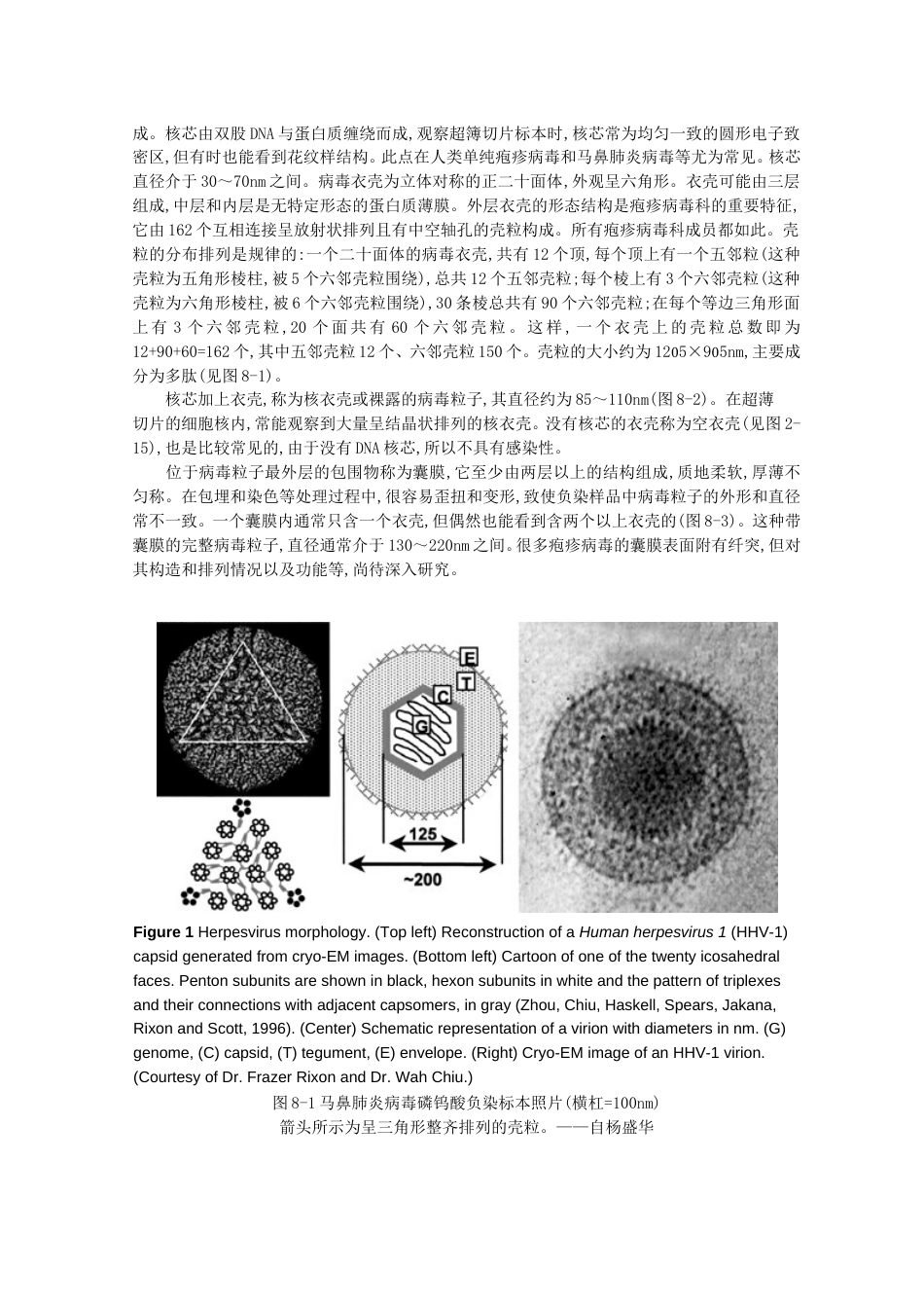 第08章  疱疹病毒科Herpesviridae_第3页