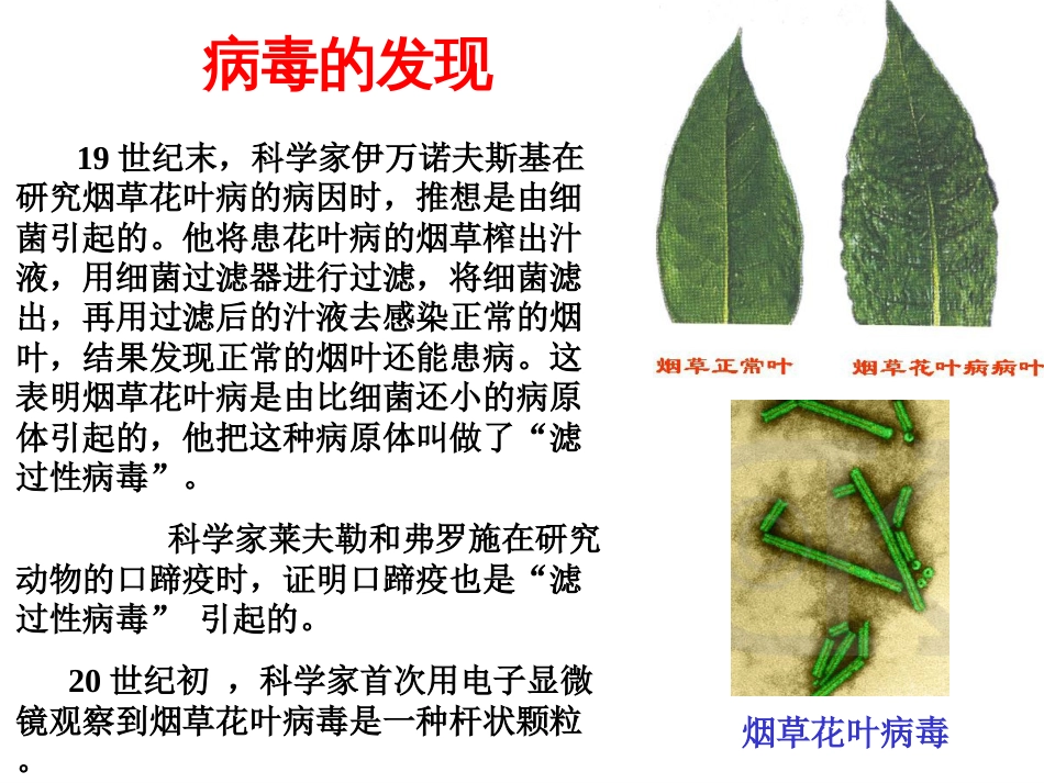 病毒PPT课件2_第3页