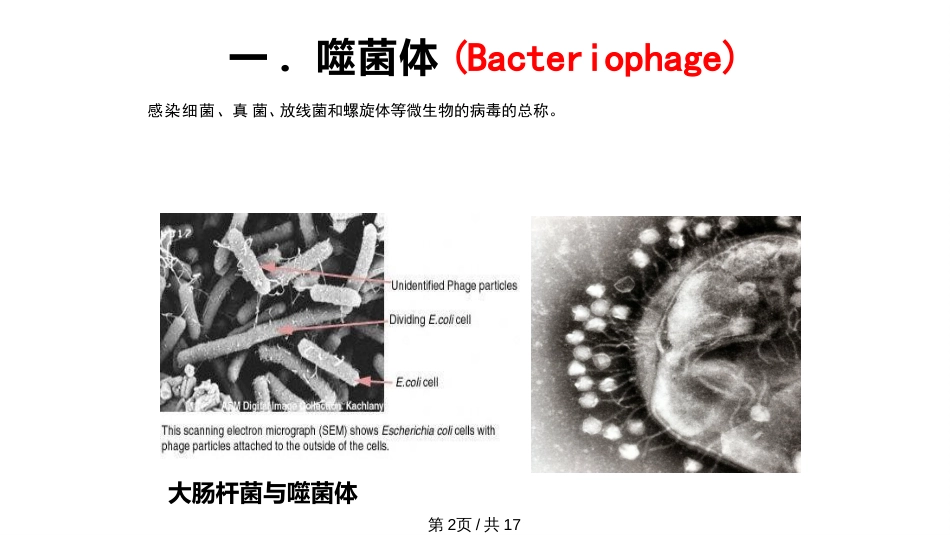 噬菌体优秀PPT课件可编辑_第2页