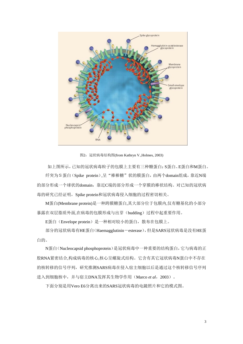 SARS病毒研究概述_第3页