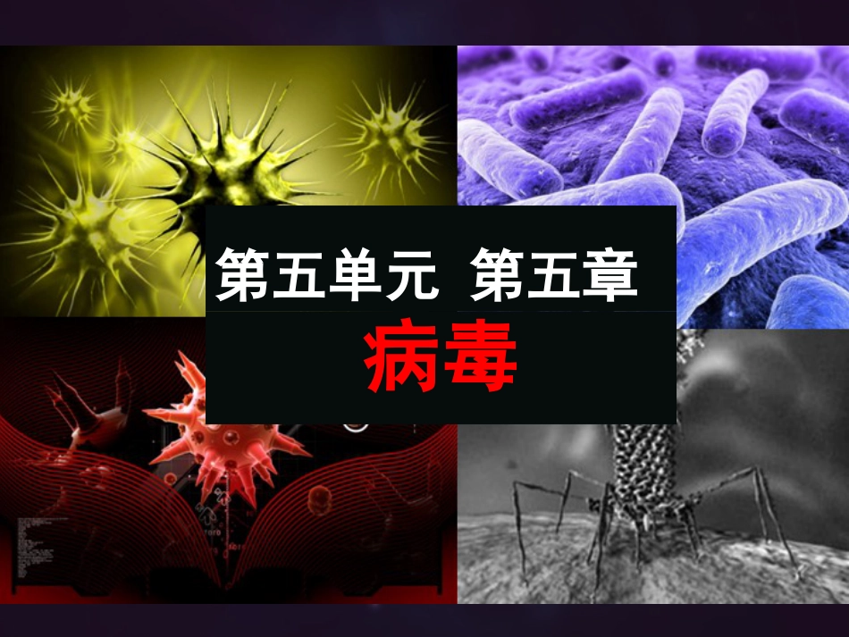 初中生物病毒课件_第3页