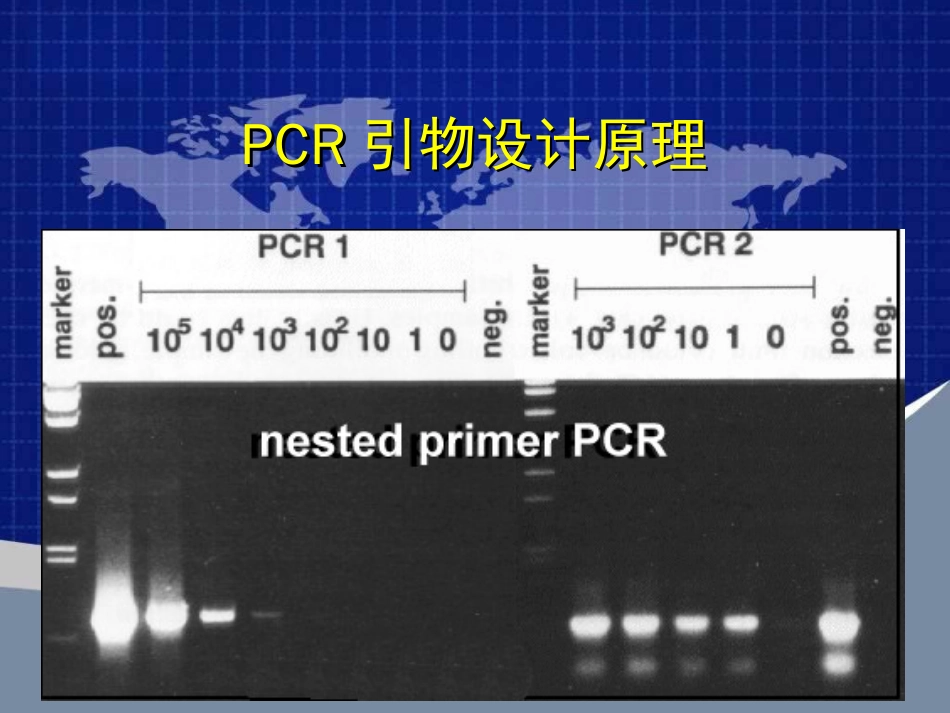 PCR引物设计原理_第1页