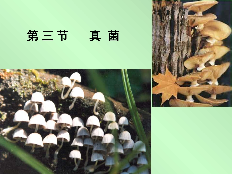 八年级生物上第5单元第4章第三节真菌1课件人教版_第1页