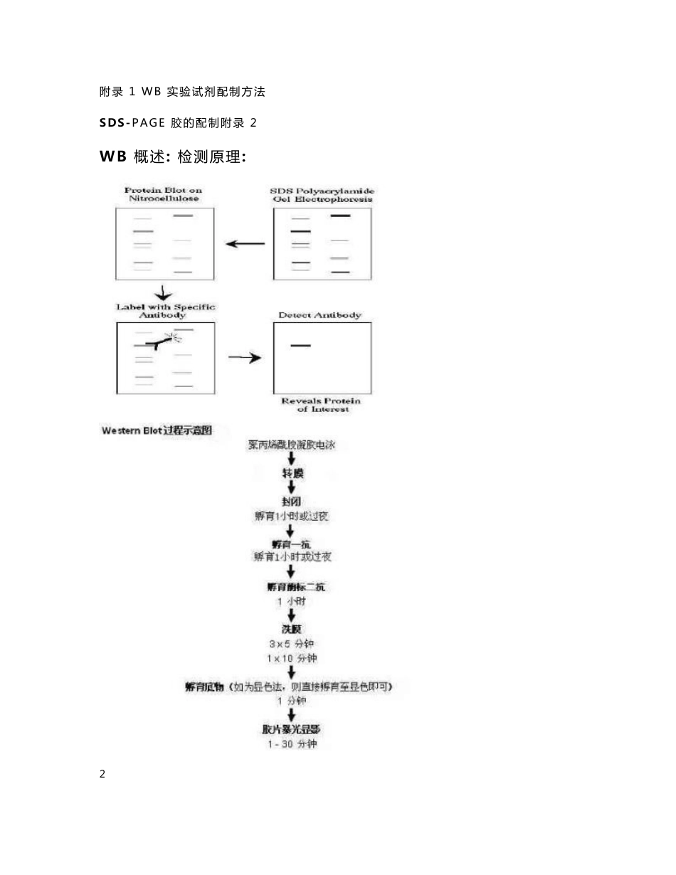 蛋白电泳技术手册_第2页