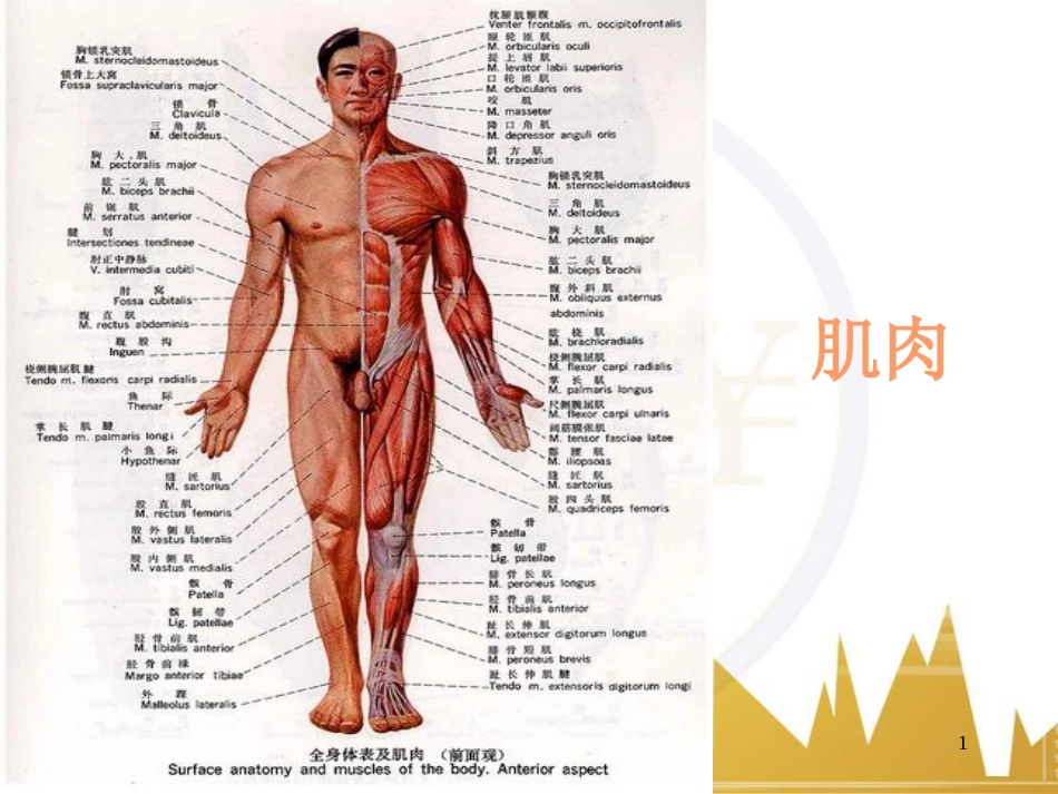 肌肉-人体解剖生理学[共68页]_第1页