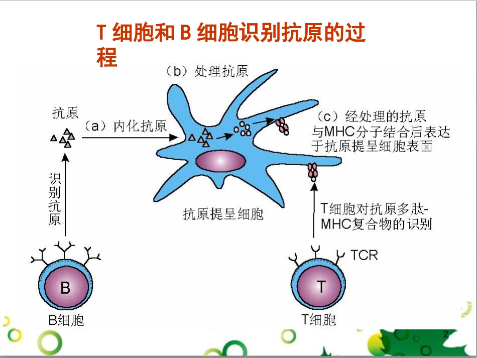 抗原提呈细胞和抗原提呈[共35页]_第2页