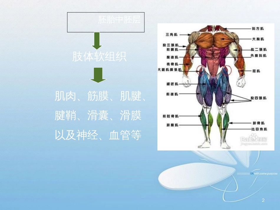 肌肉病变MRI表现[共77页]_第2页