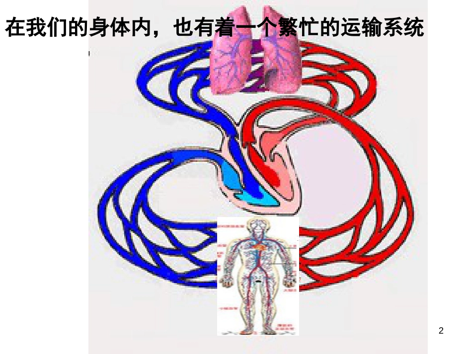 第一节  流动的组织—血液[共41页]_第2页