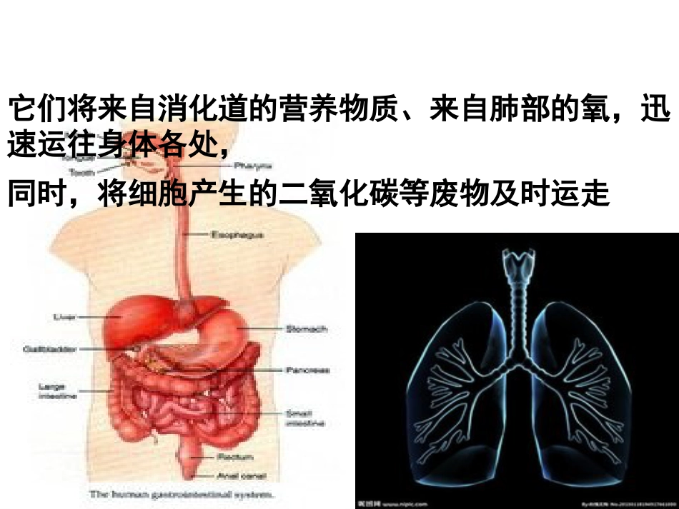 第一节  流动的组织—血液[共41页]_第3页