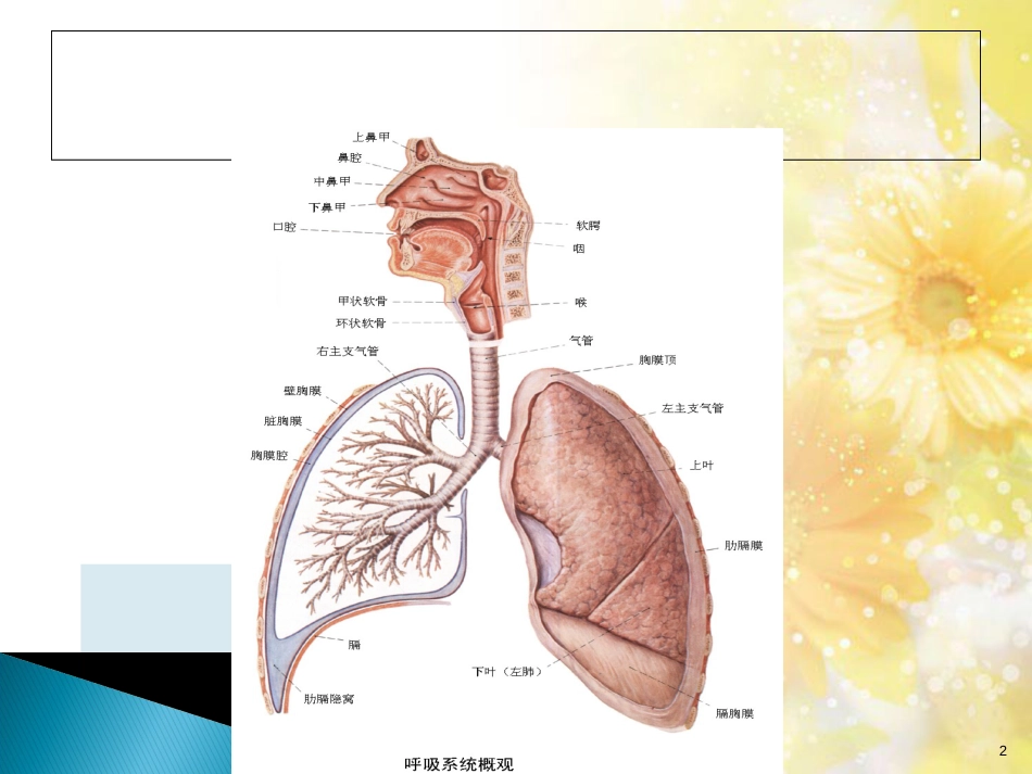 呼吸系统疾病及用药PPT课件[共65页]_第2页