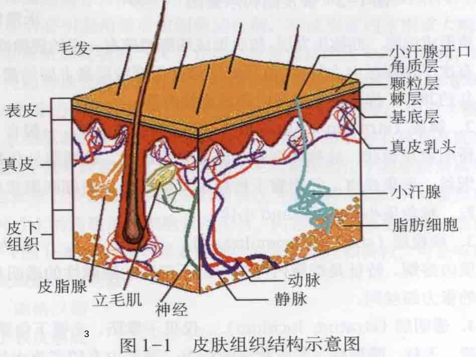 皮肤的解剖和组织结构[共71页]_第3页