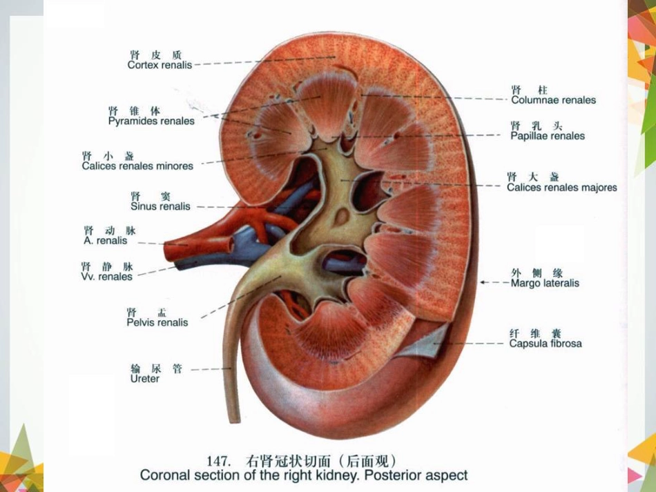 慢性肾小球肾炎病人的护理PPT课件_第3页