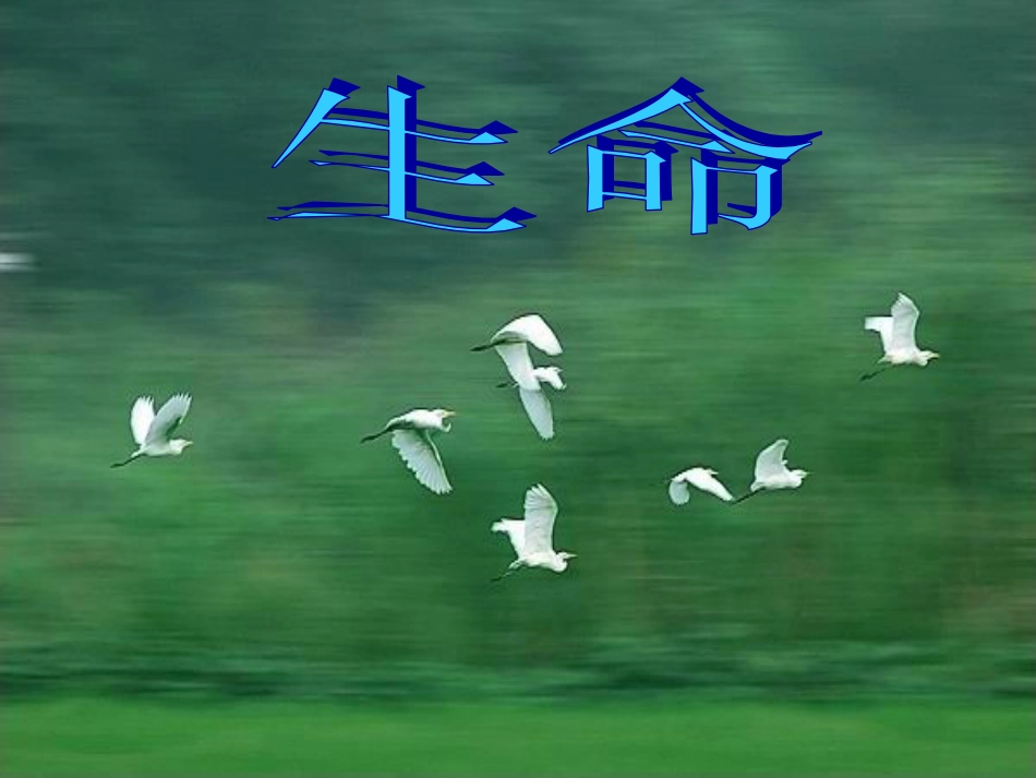 生命教育主题班会[共19页]_第3页