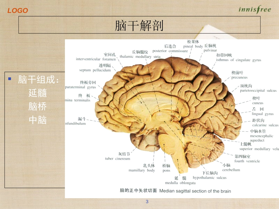 脑干出血[共36页]_第3页