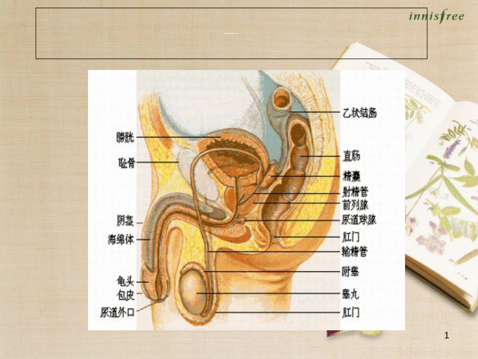 男性生殖器官侧剖面(图)[共5页]_第1页