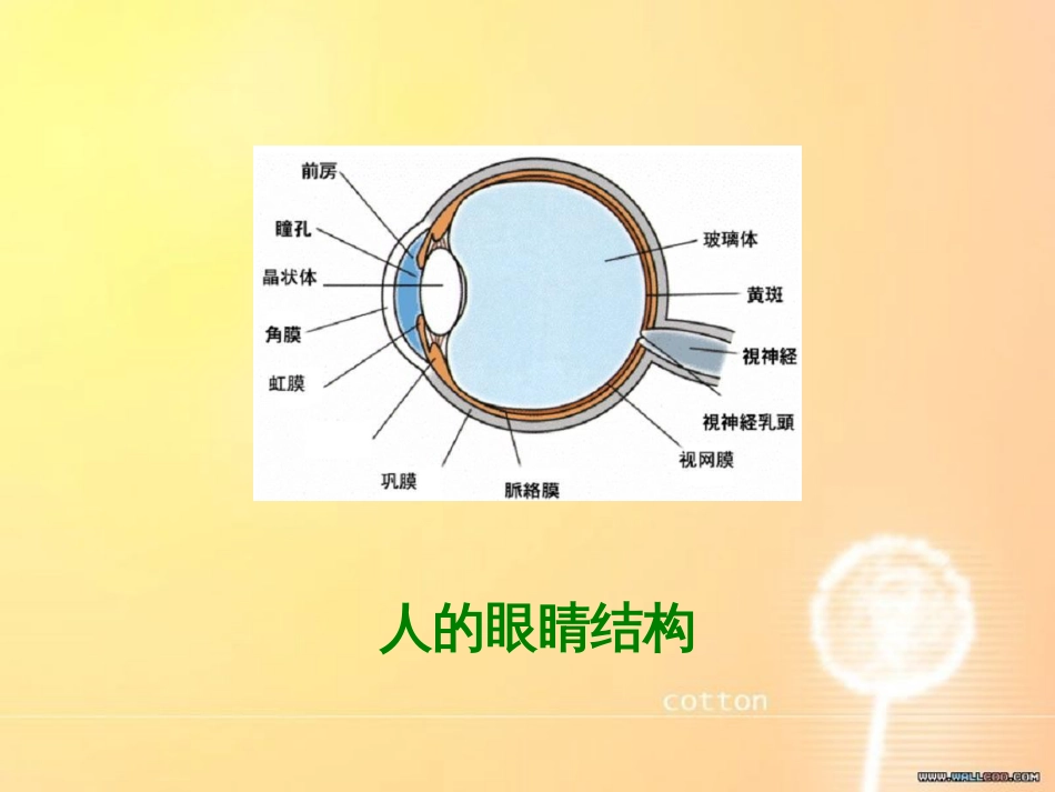 四下语文永生的眼睛[共41页]_第2页