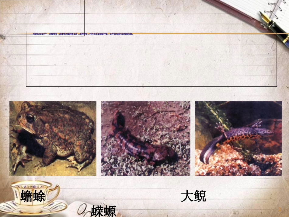人教版八年级生物下册《两栖动物的生殖和发育》PPT[共15页]_第2页