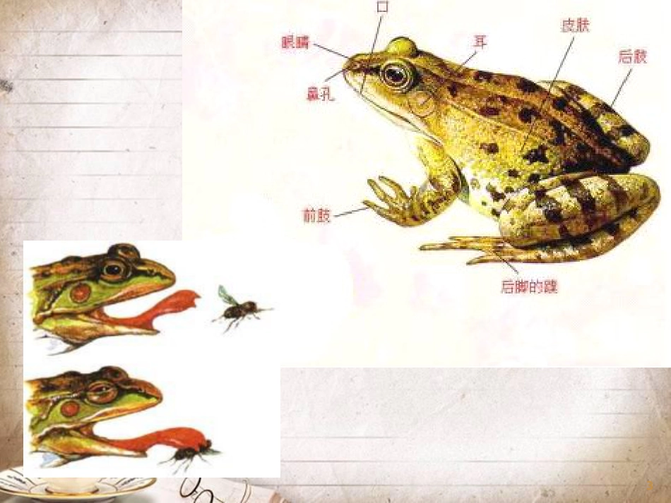 人教版八年级生物下册《两栖动物的生殖和发育》PPT[共15页]_第3页