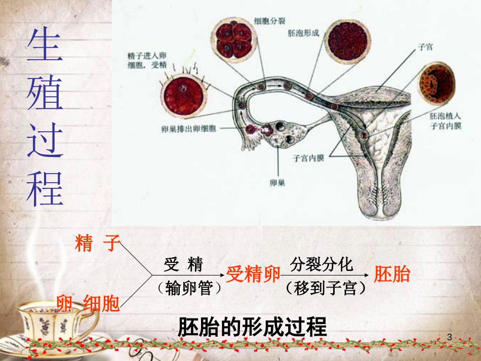 人教版生物七年级下册第一章人的由来课件[共9页]_第3页