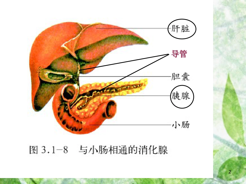 生物-人体生命活动的调节(复习用)_第2页