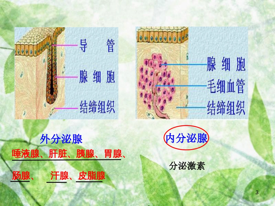 生物-人体生命活动的调节(复习用)_第3页