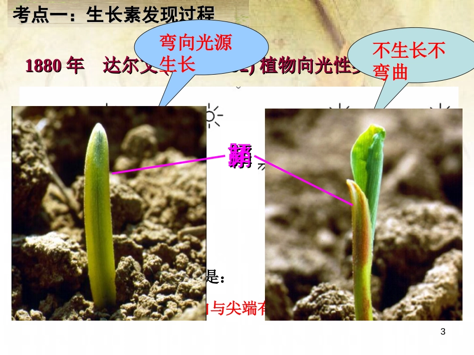 人教版生物必修三3.1植物生长素的发现[共26页]_第3页