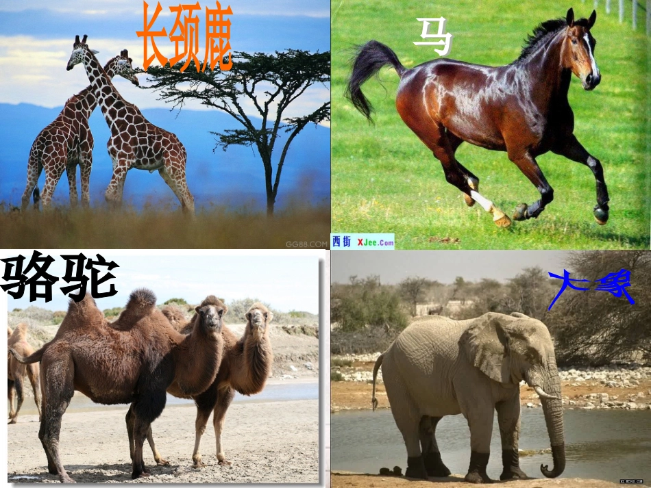 认识动物课件[共15页]_第1页