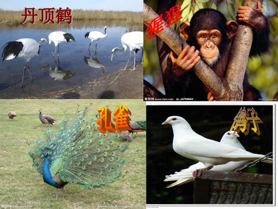 认识动物课件[共15页]_第2页