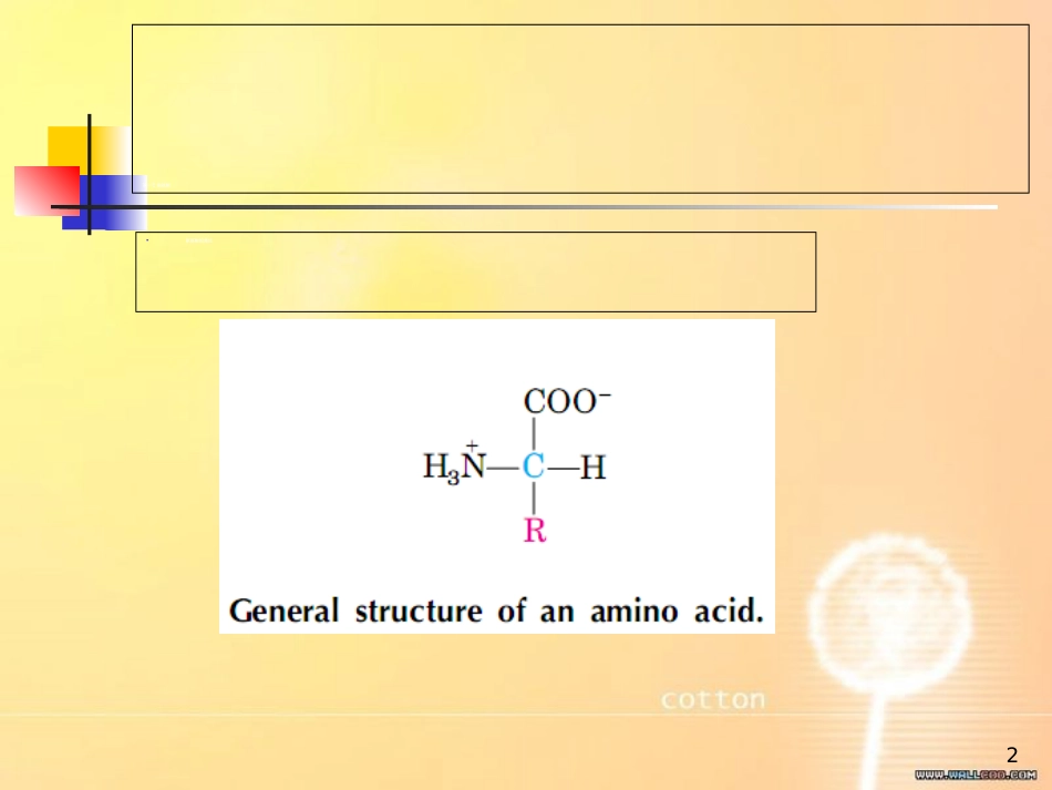 生物化学 第二章 蛋白质化学[共59页]_第2页