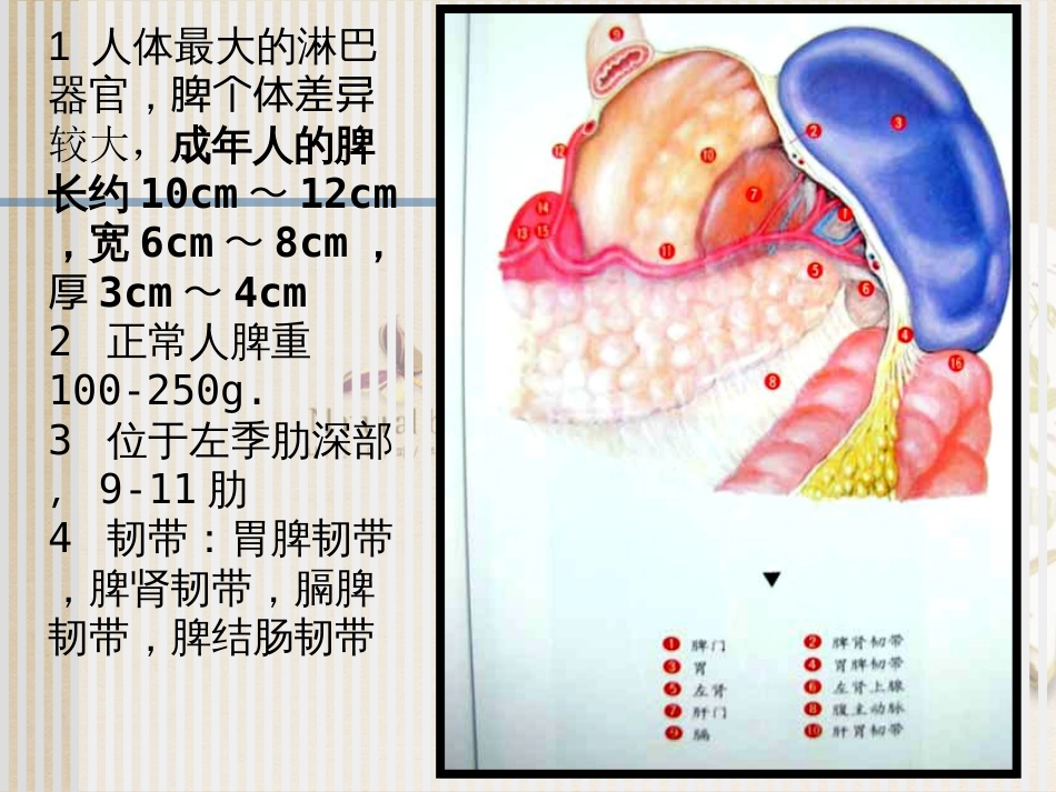 脾脏及脾脏疾病影像学表现[共46页]_第3页