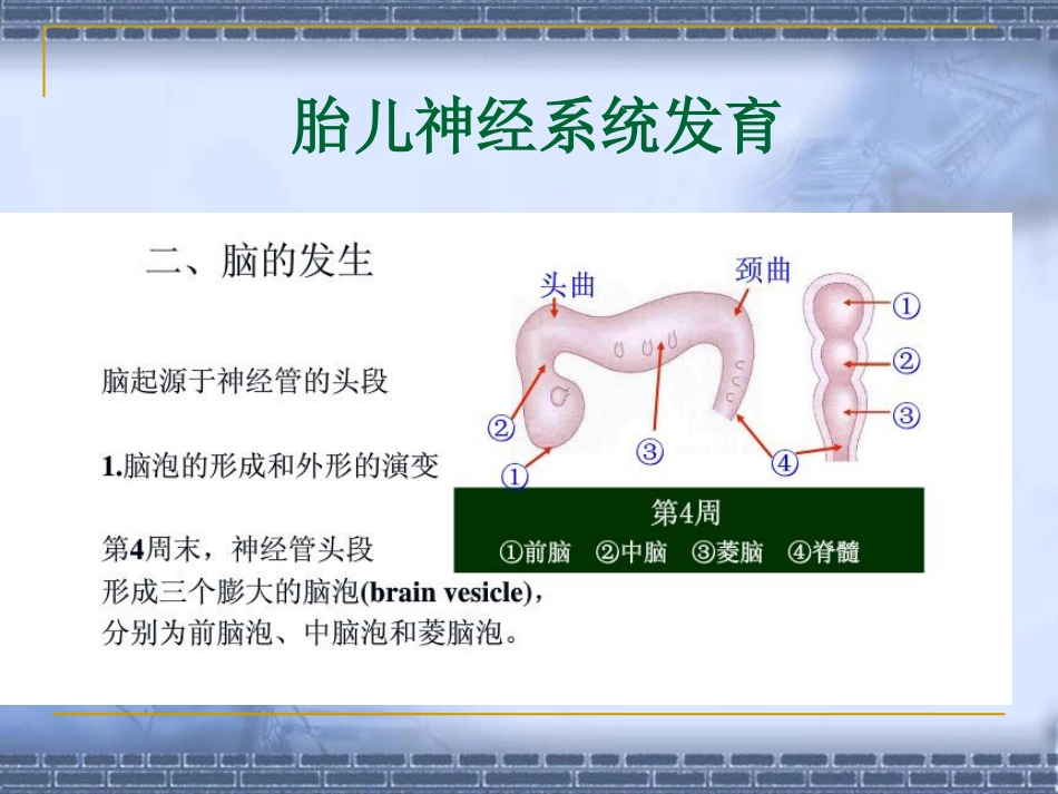 胎儿神经系统超声[共141页]_第3页