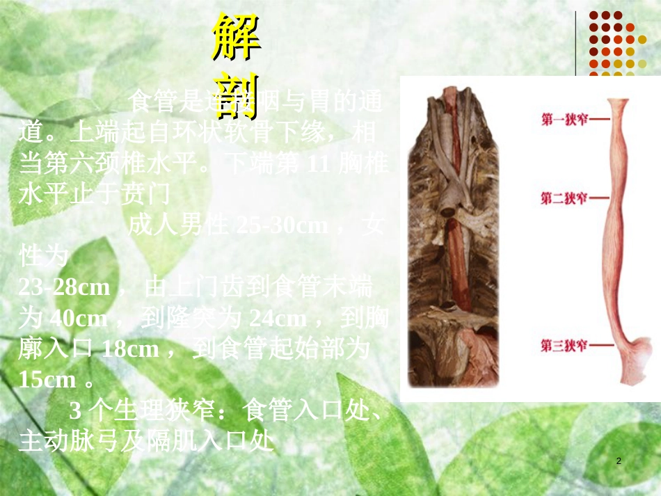 食管癌放射治疗靶区勾画--cui[共40页]_第2页