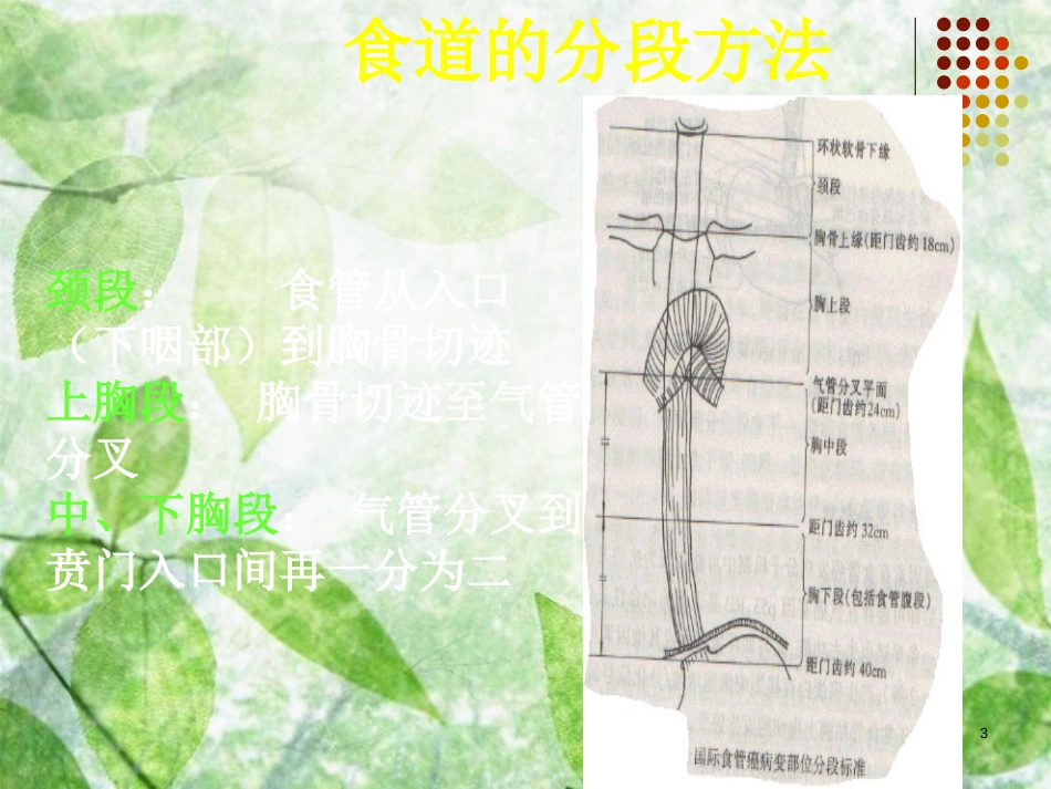 食管癌放射治疗靶区勾画--cui[共40页]_第3页