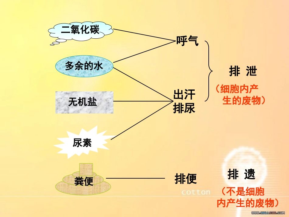 人体内废物的排出[共34页]_第2页