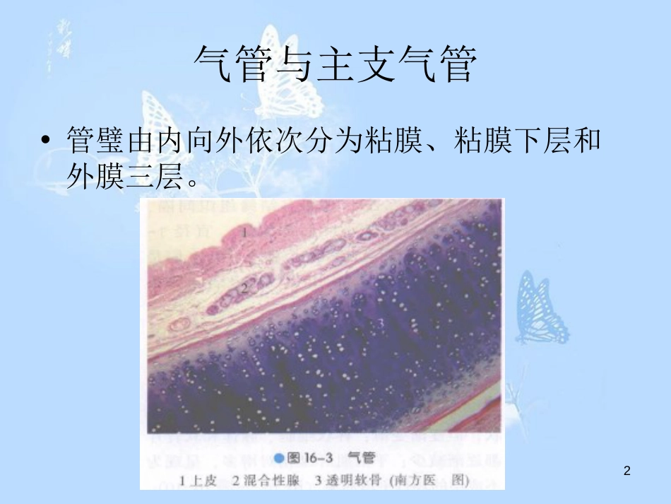 气管、支气管、肺(组织学)[共50页]_第2页