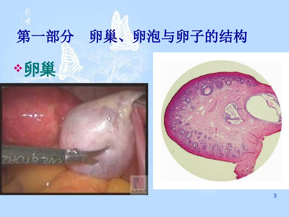 卵巢 睾丸的基本组织结构[共55页]_第3页