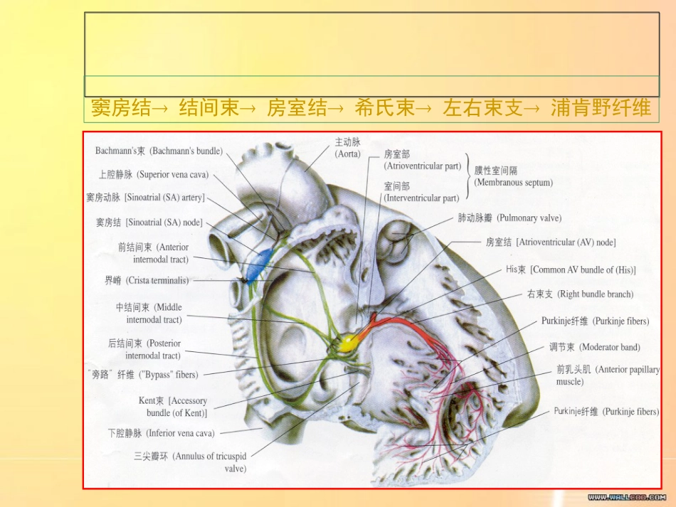 王梦洪心律失常[共84页]_第2页