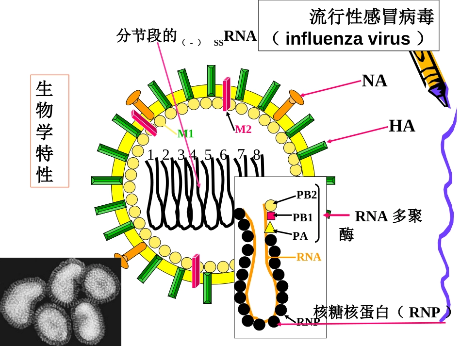 微生物学引起人类疾病的病毒_第2页