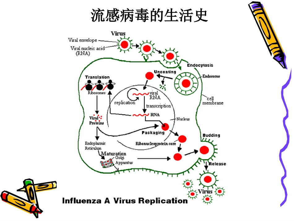 微生物学引起人类疾病的病毒_第3页