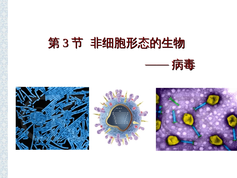 非细胞形态的生物——病毒(共页)_第1页