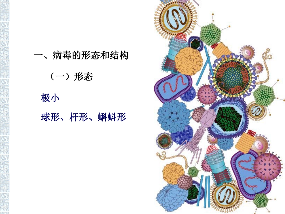 非细胞形态的生物——病毒(共页)_第2页